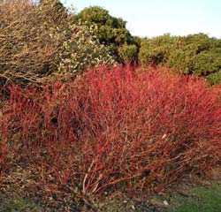 Cornus sanguinea